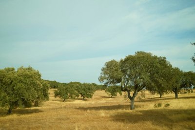 Starck bouwt 22 privévilla's in een Portugees kurkbos